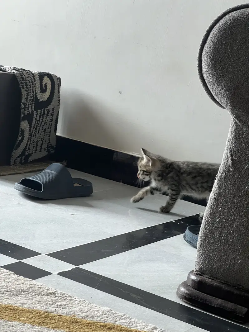 Persian kittens triple and double coated — photo 11