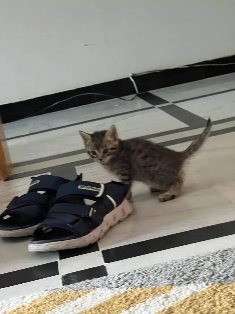 Persian kittens triple and double coated — photo 12