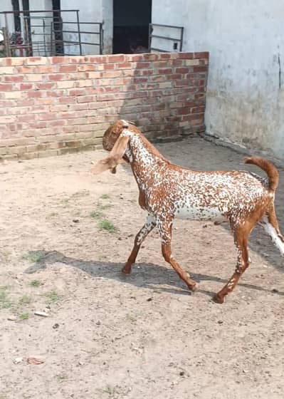 bakraa for Eid 2027