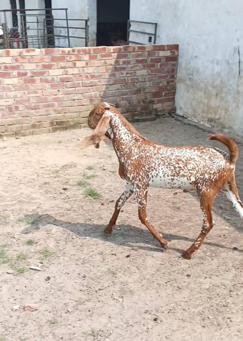 bakraa for Eid 2027 0