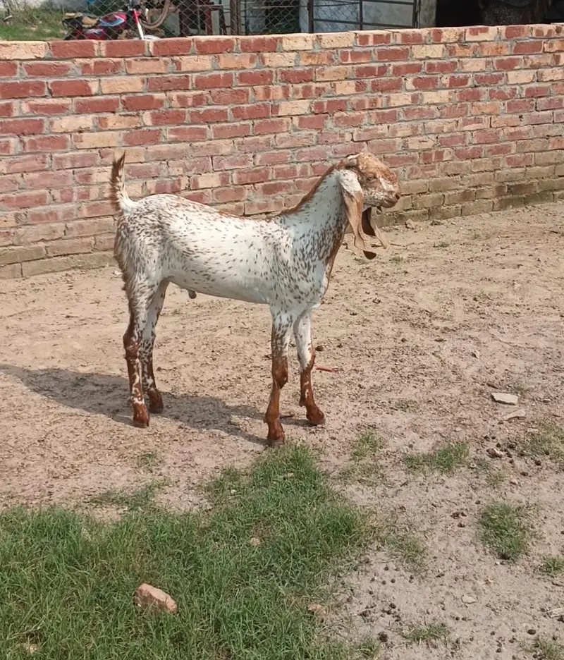 bakraa for Eid 2027 — photo 2