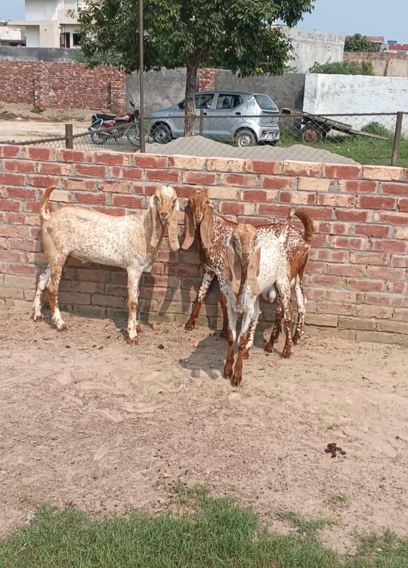 bakraa for Eid 2027 4