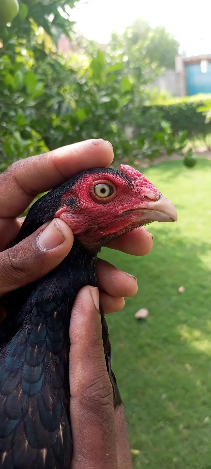 amroha pair — photo 2