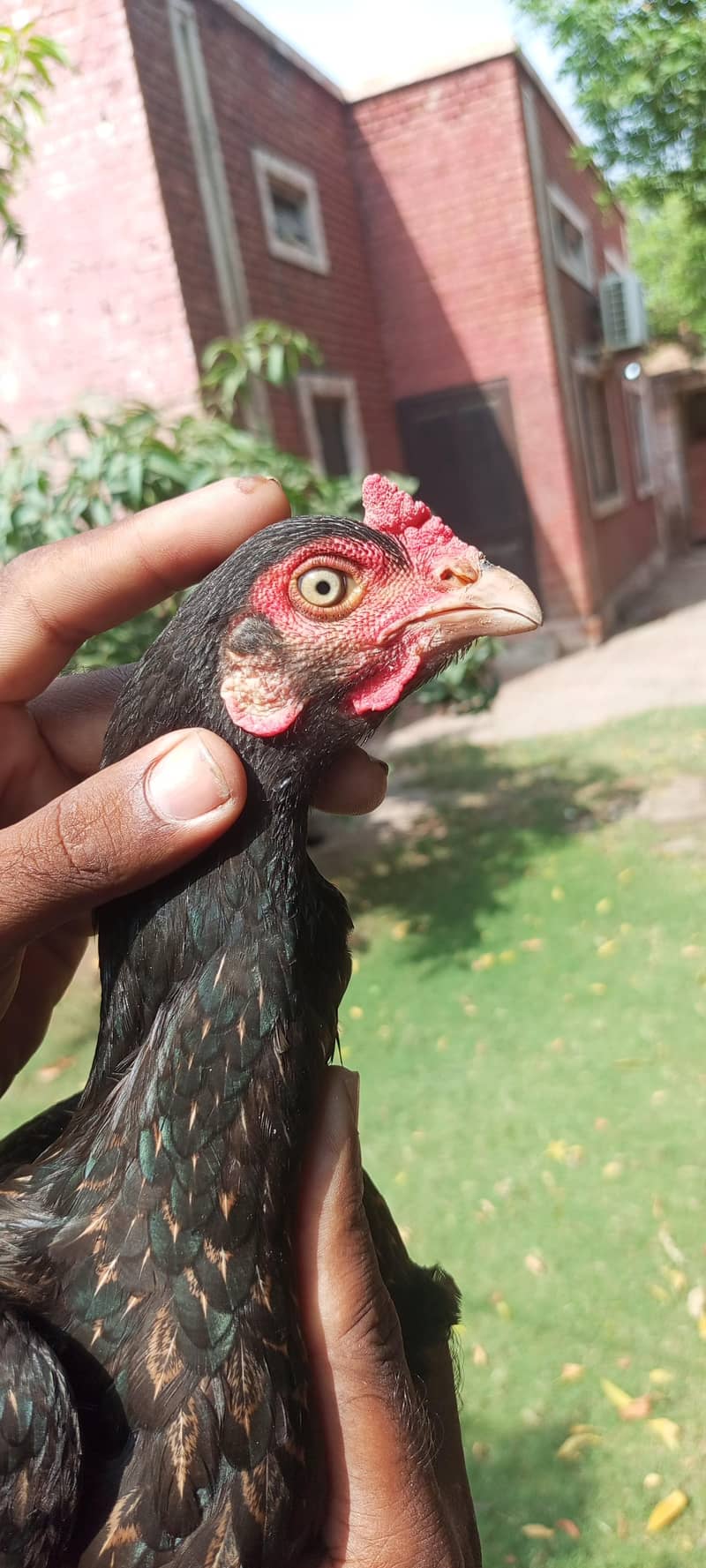 amroha pair 3