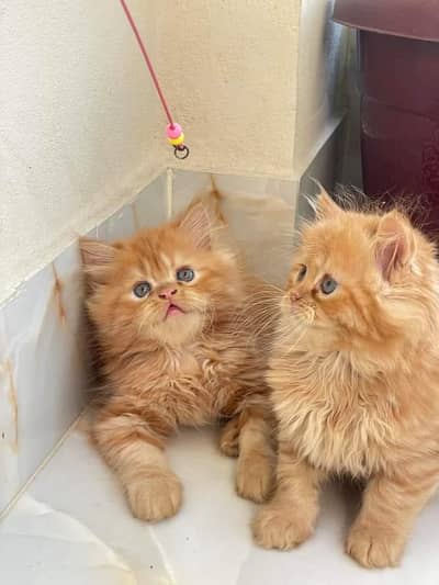 Persian panch face cat and kitten ariant for sale