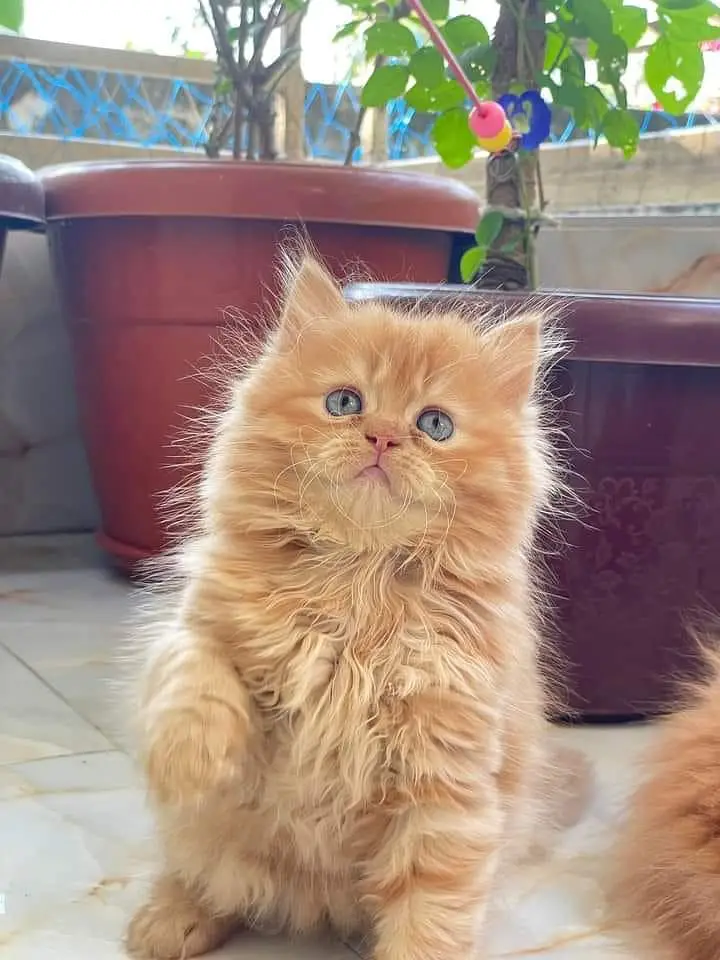 Persian panch face cat and kitten ariant for sale — photo 2