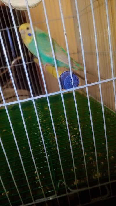 Rainbow Budgie Australian Bajri parrot