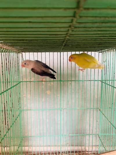blue online female or cremino red eye male only 2300