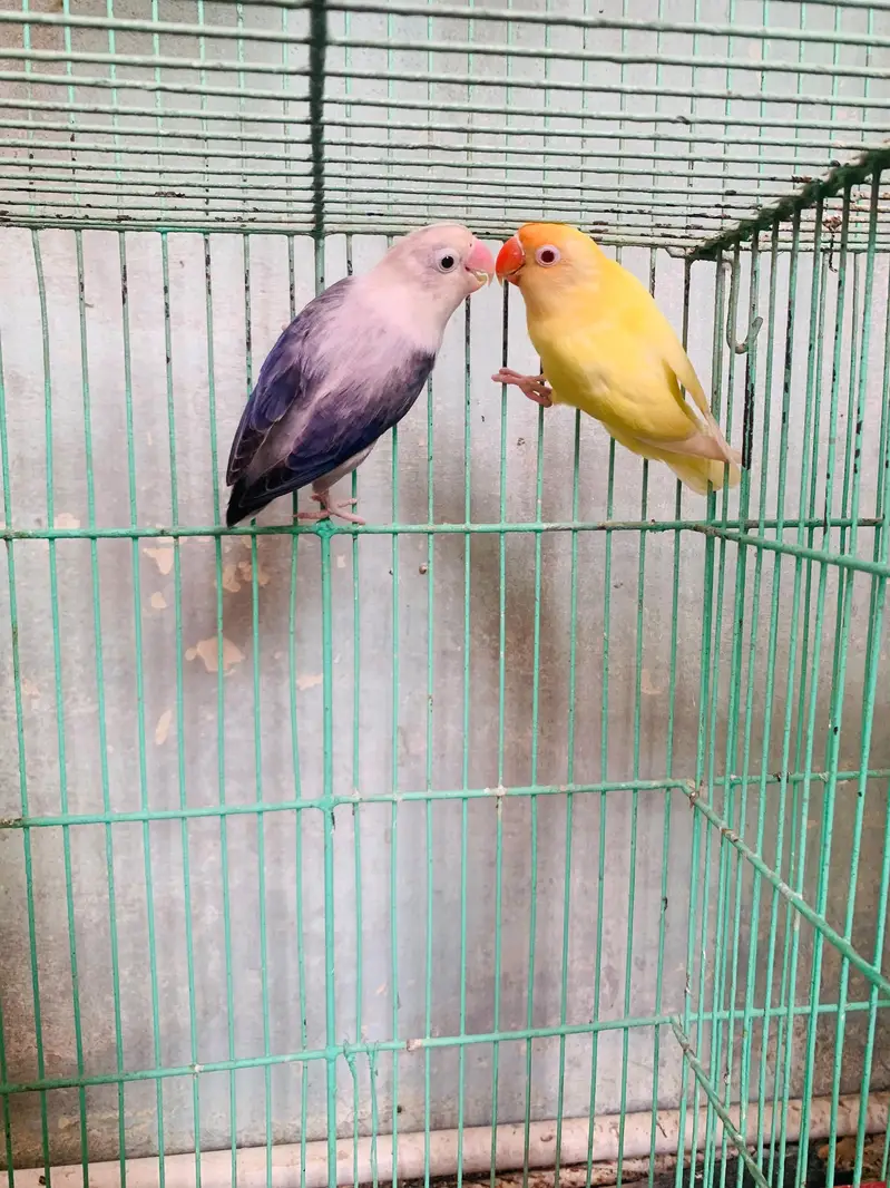 blue opline female or cremino red eye male only 2300 — photo 2