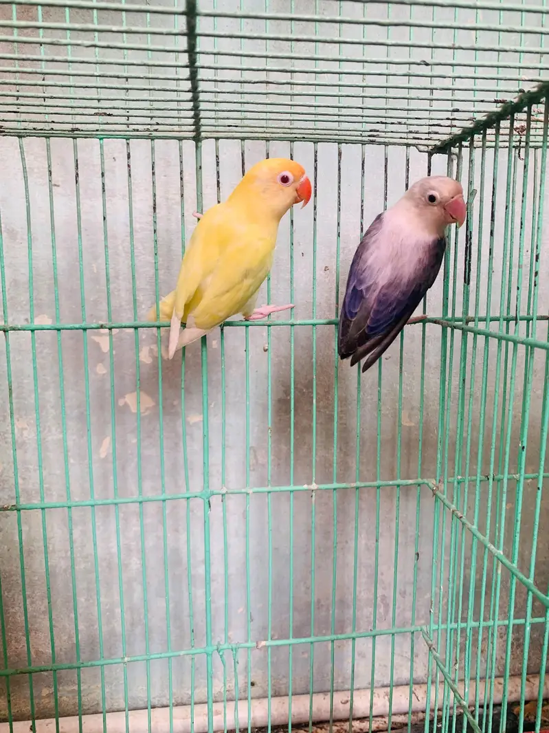 blue opline female or cremino red eye male only 2300 — photo 3