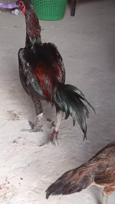 aslamualaikum sall may aseel burd for sal