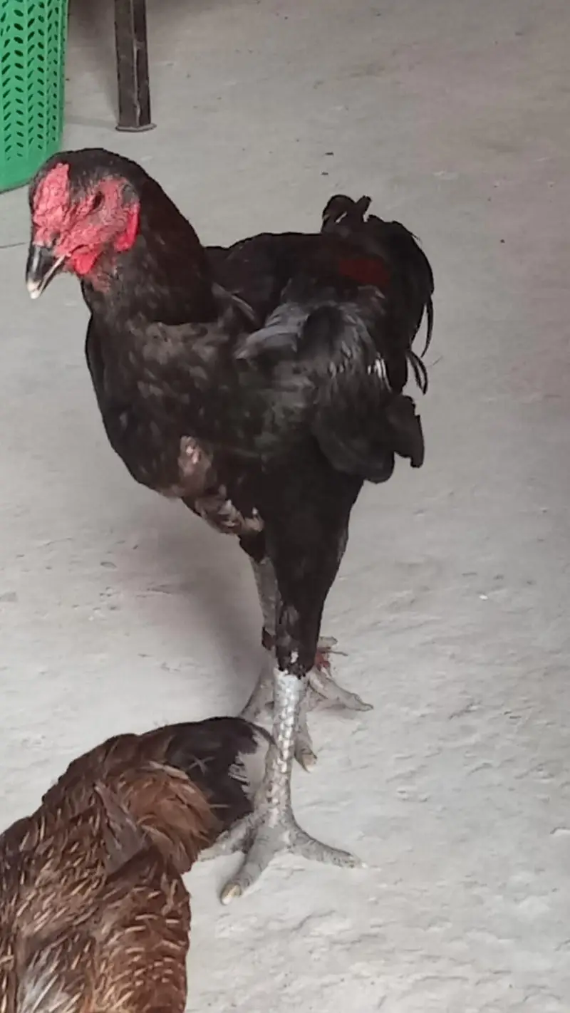 aslamualaikum sall may aseel burd for sal — photo 2