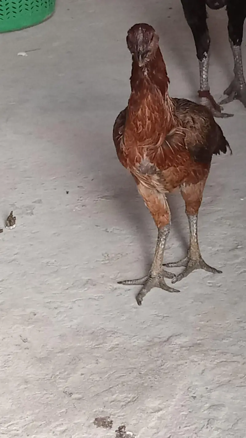 aslamualaikum sall may aseel burd for sal — photo 3