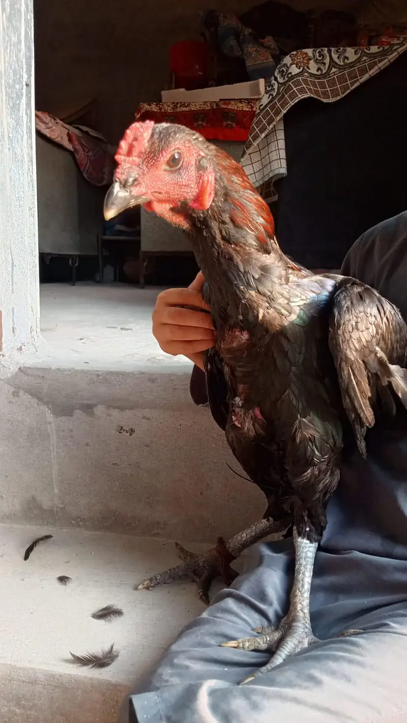 aslamualaikum sall may aseel burd for sal — photo 5