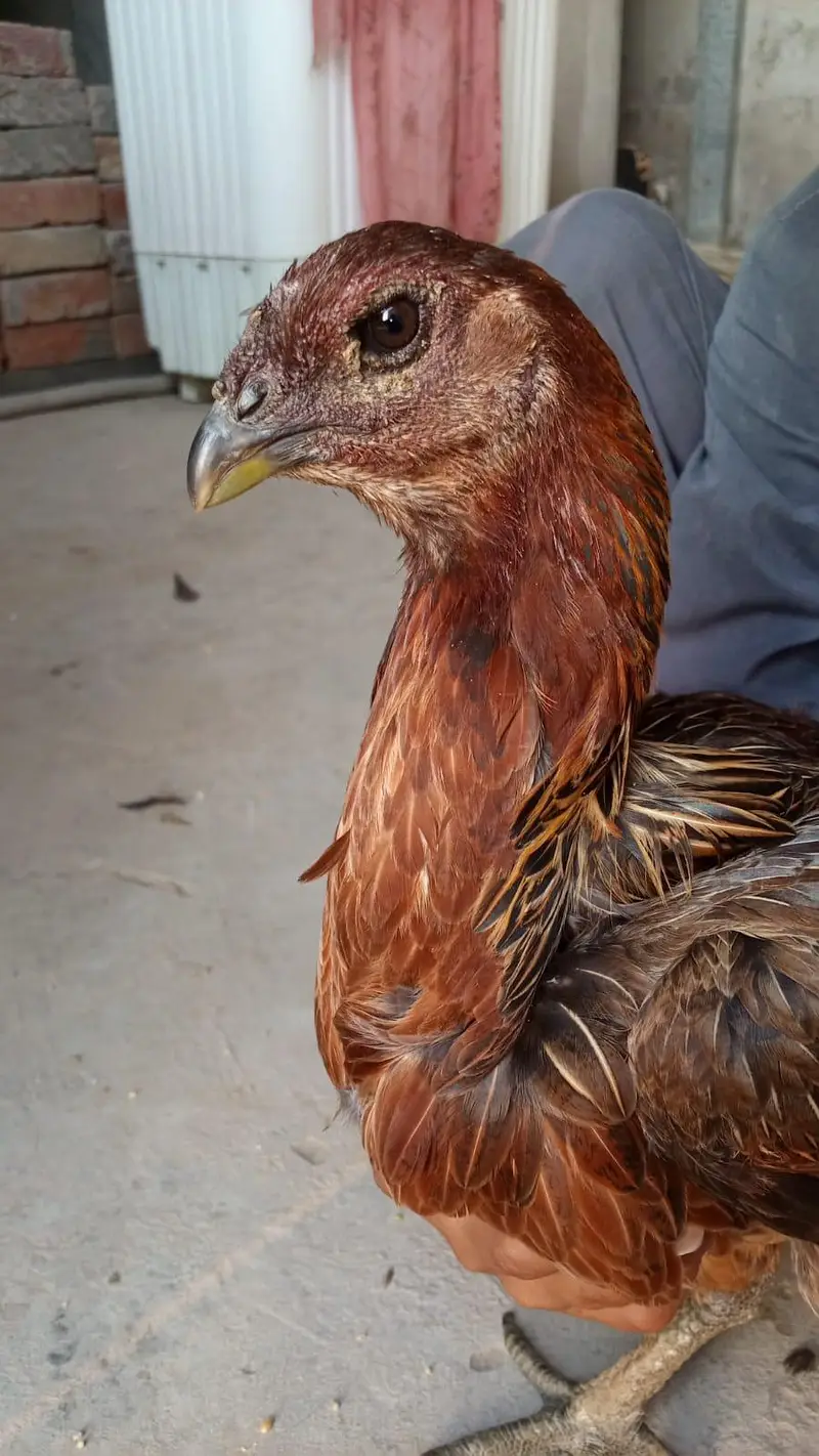 aslamualaikum sall may aseel burd for sal — photo 6