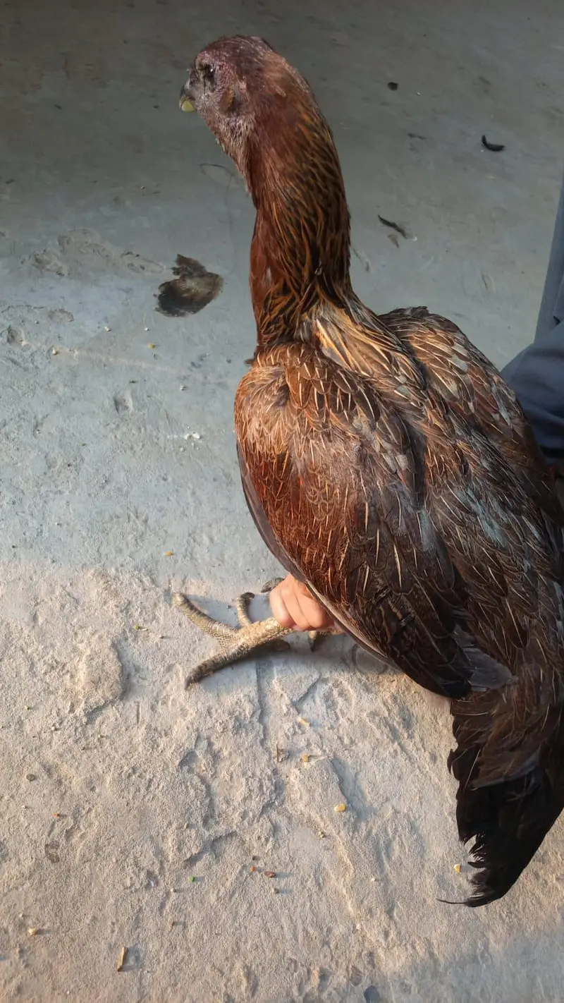 aslamualaikum sall may aseel burd for sal — photo 7