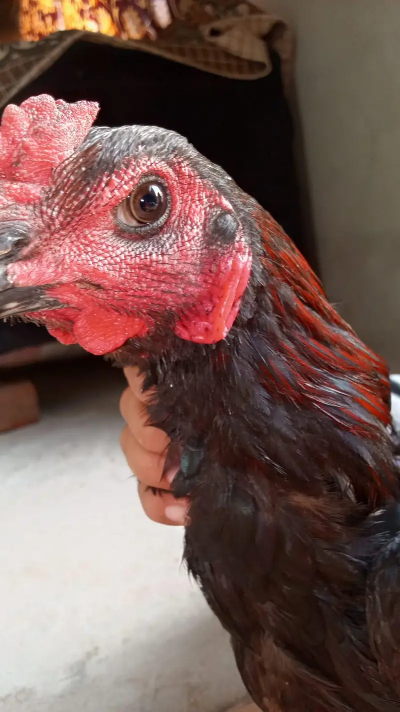 aslamualaikum sall may aseel burd for sal — photo 8