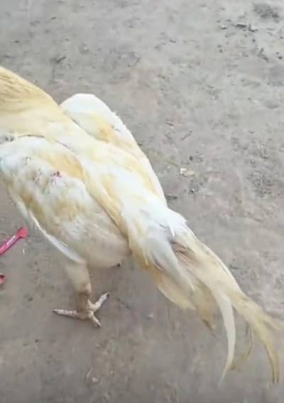 Heera White Murgha