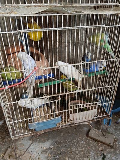 budgies pair available for sell