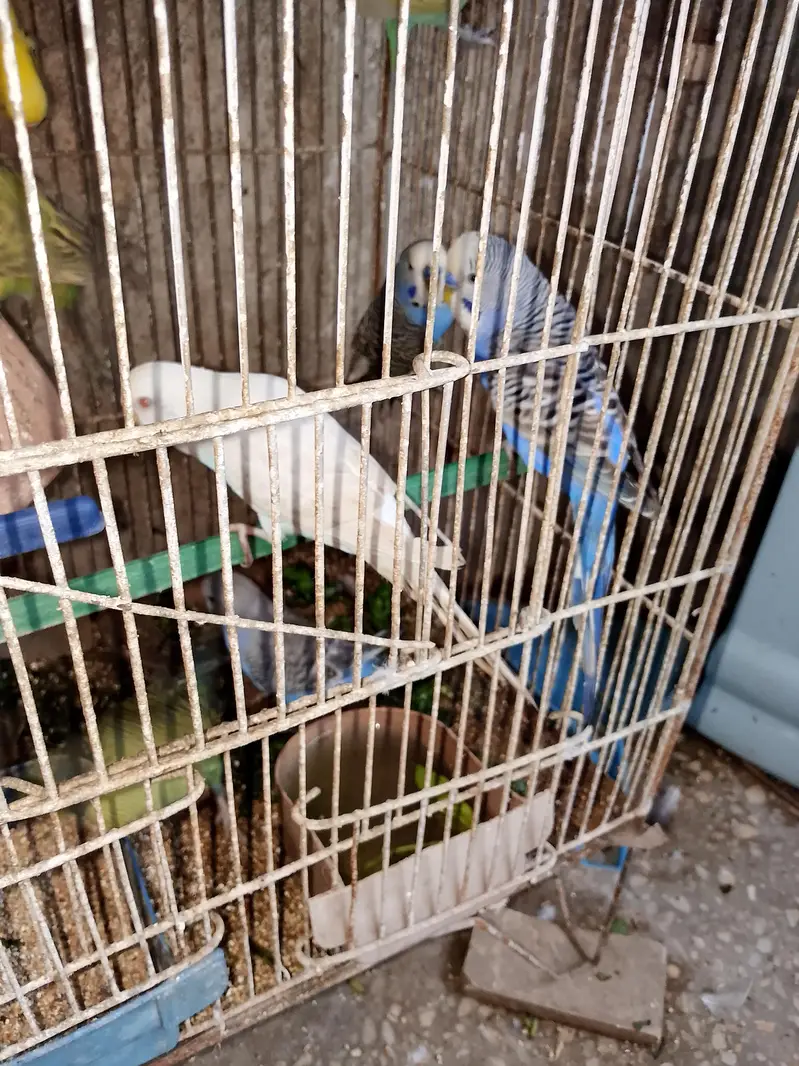 budgies pair available for sell — photo 2