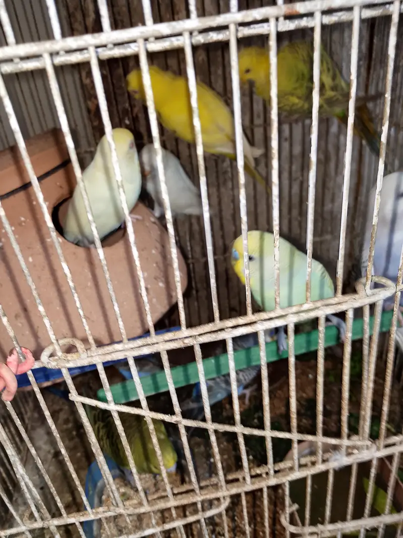 budgies pair available for sell — photo 3