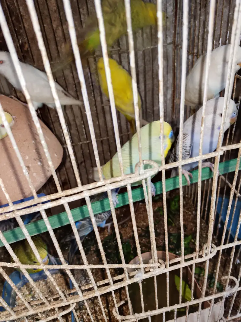 budgies pair available for sell — photo 4