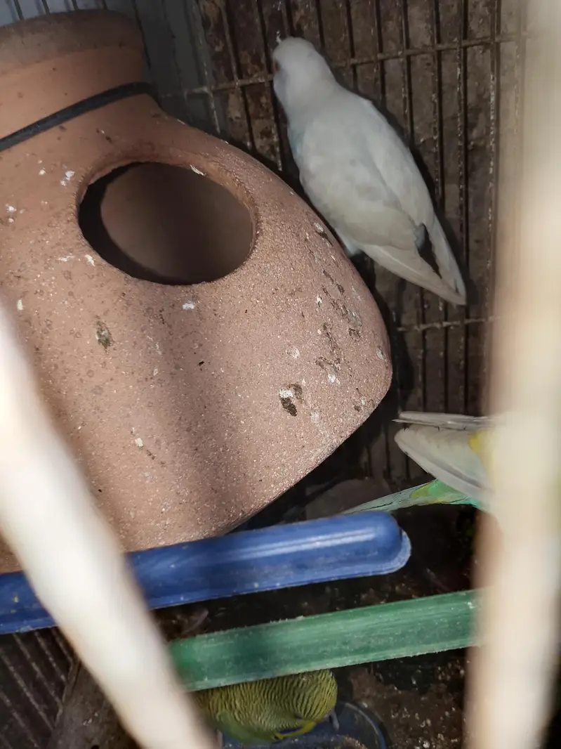 budgies pair available for sell — photo 5