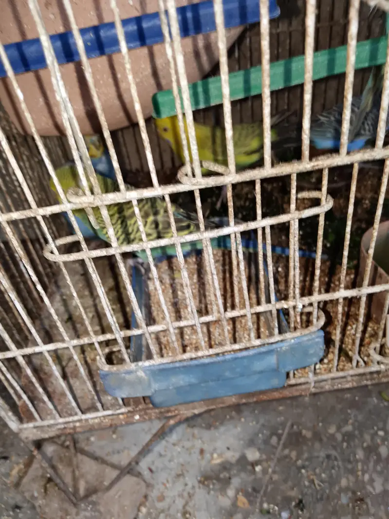 budgies pair available for sell — photo 6
