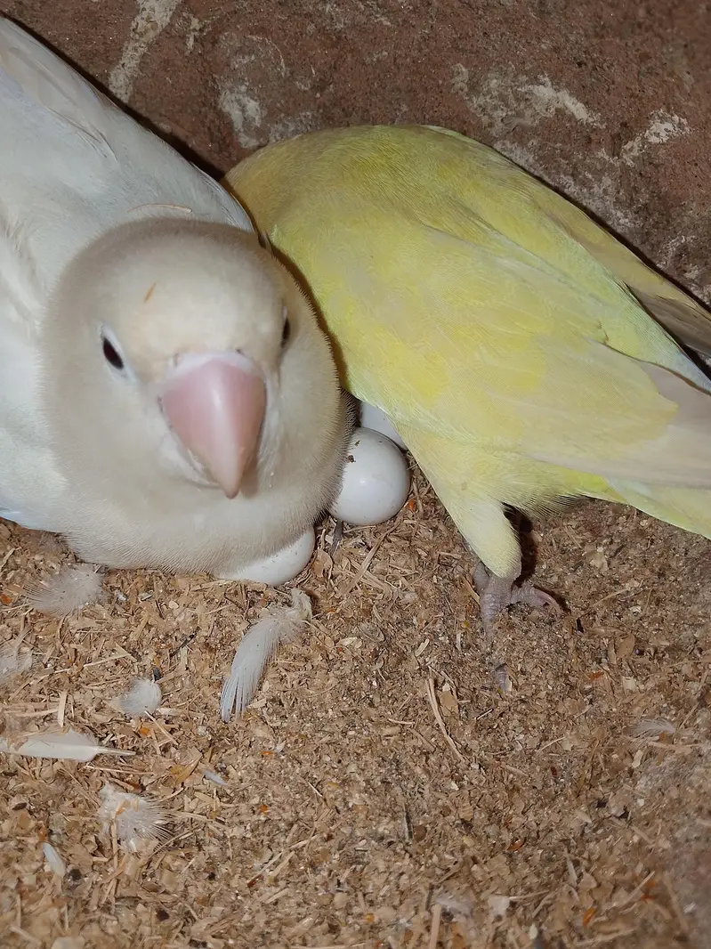 budgies pair available for sell — photo 7