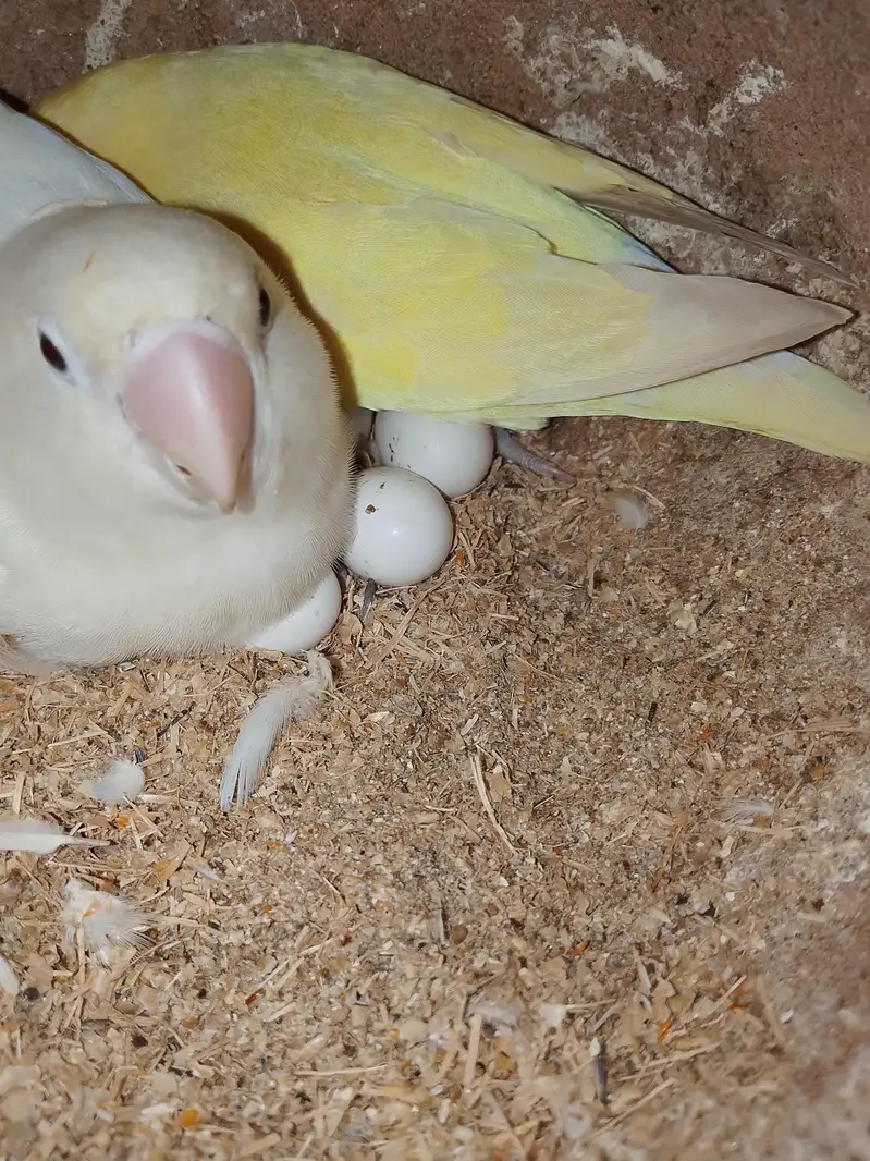 budgies pair available for sell — photo 8