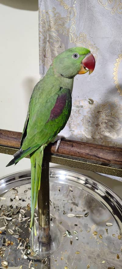 Alexandra Raw Parrot