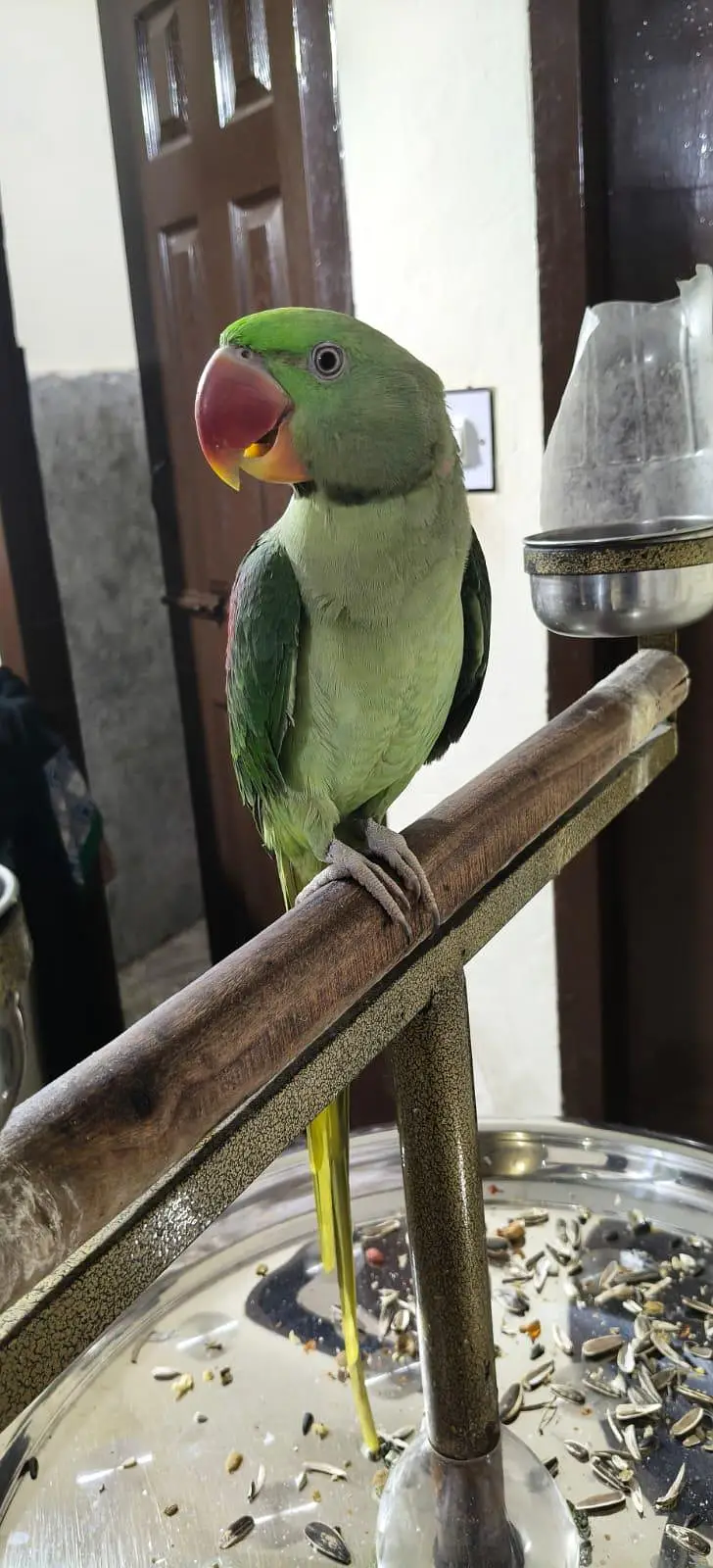 Alexandra Raw Parrot — photo 2
