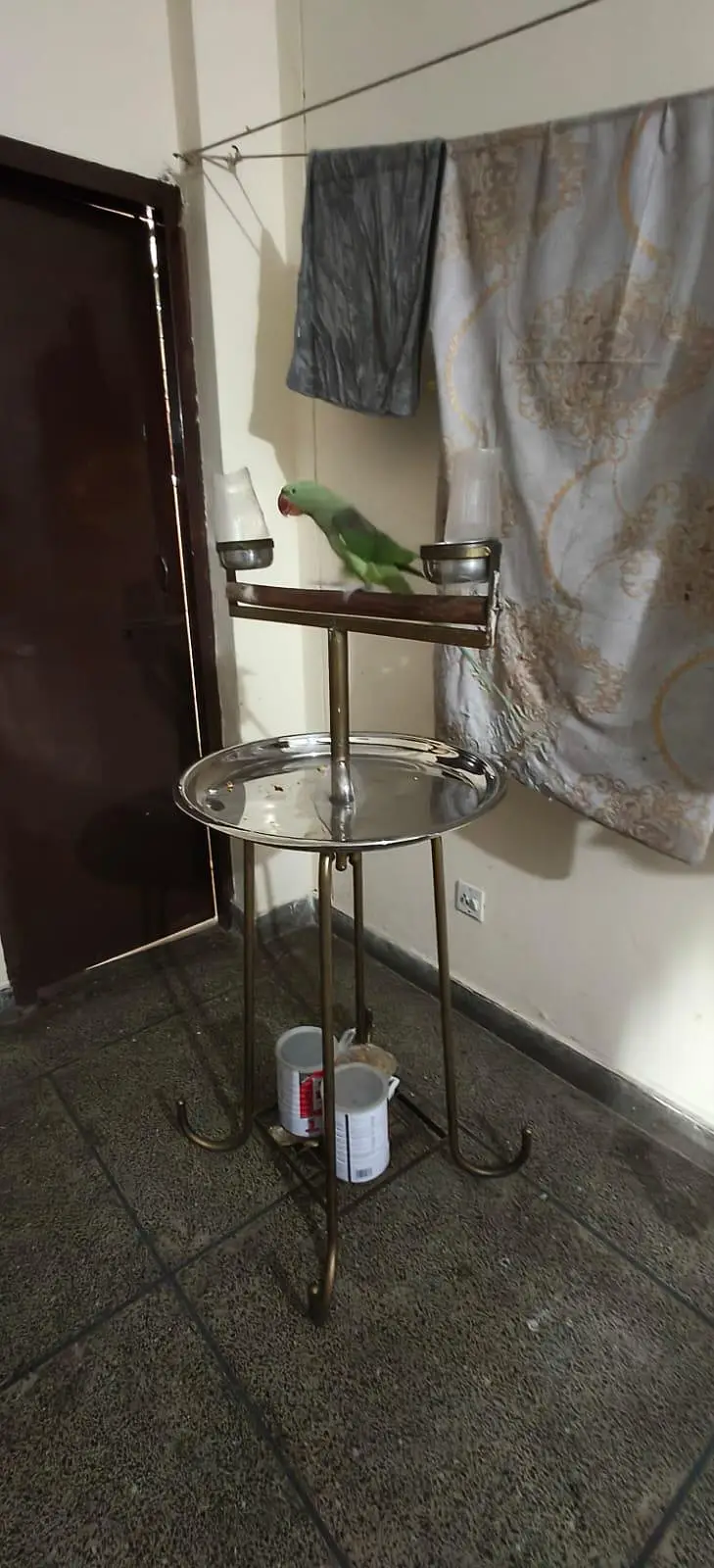 Alexandra Raw Parrot — photo 3