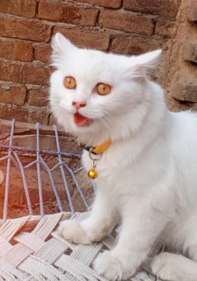 persion cat