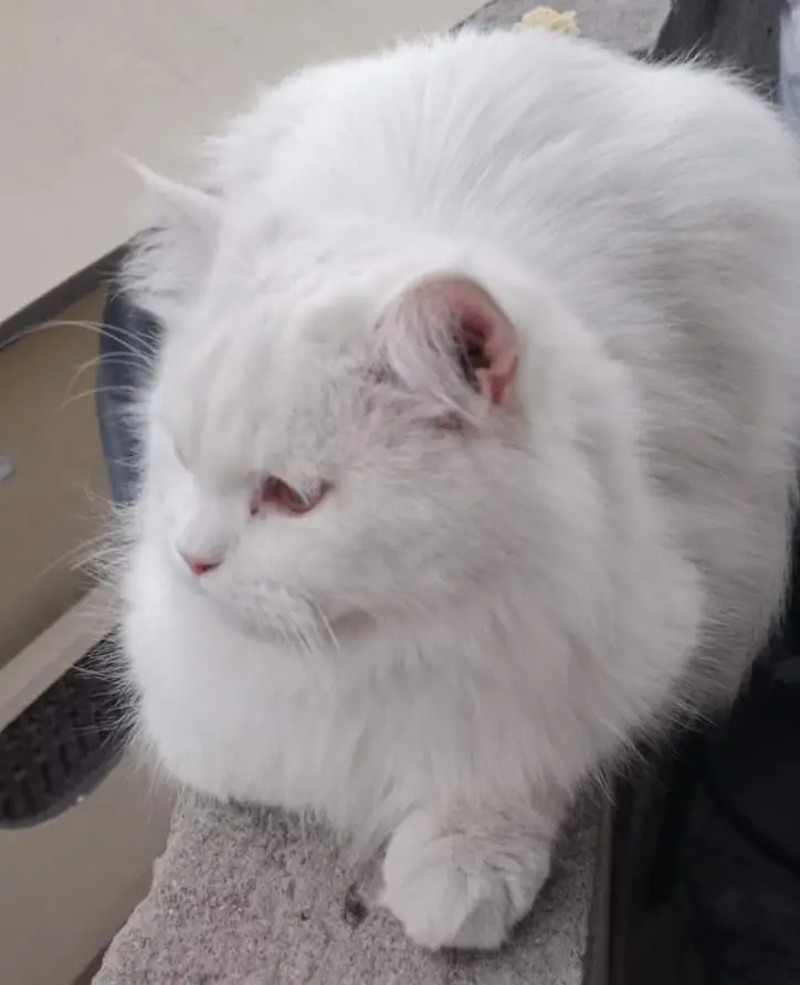 persion cat — photo 2