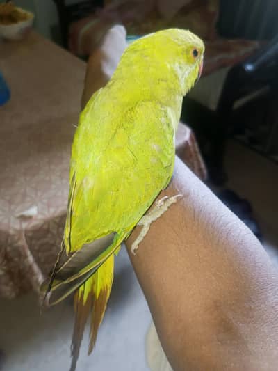 hand tame green parrot