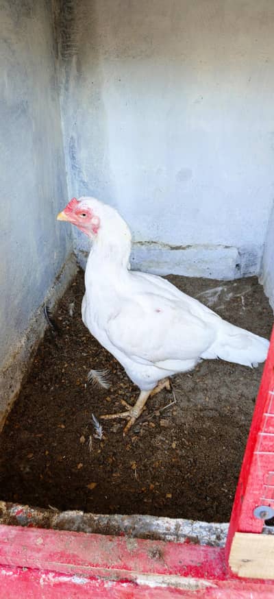 white female for sale he jis bhai ko be passed he to Rapta Kara