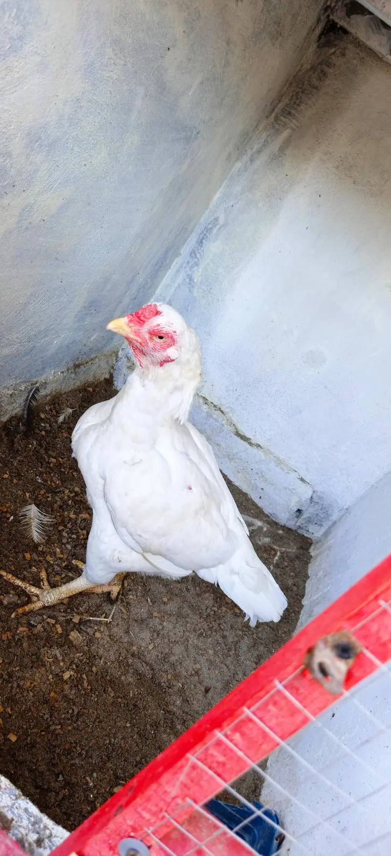 white female for sale he jis bhai ko be passed he to Rapta Kara — photo 2