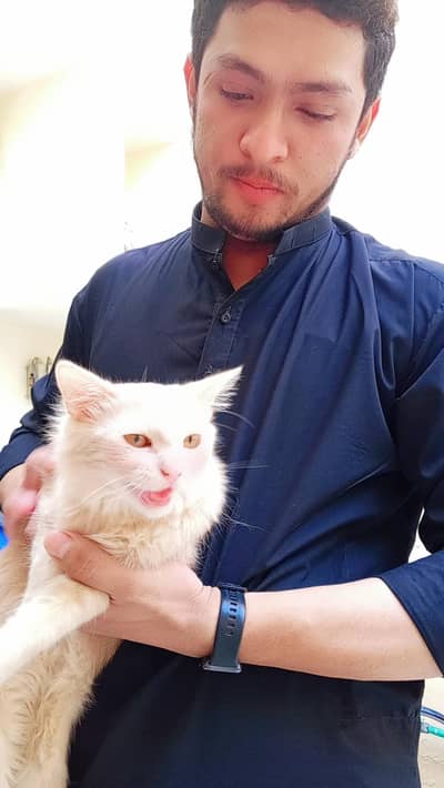Beautiful Persian Breed (Gingercat) for Sale .
