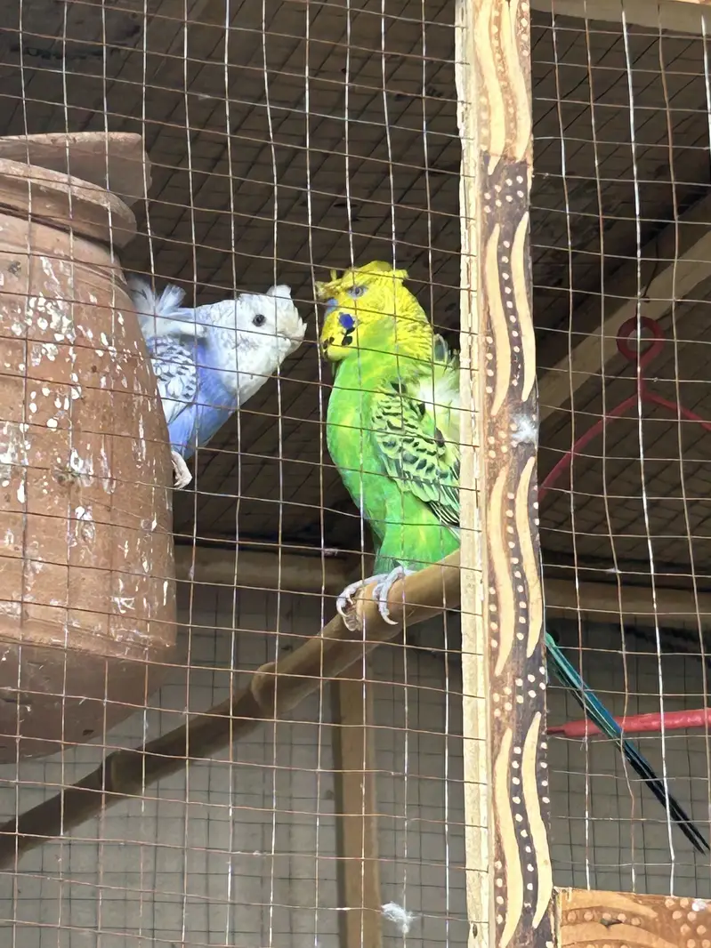 Hogoromo budgies pair. — photo 4