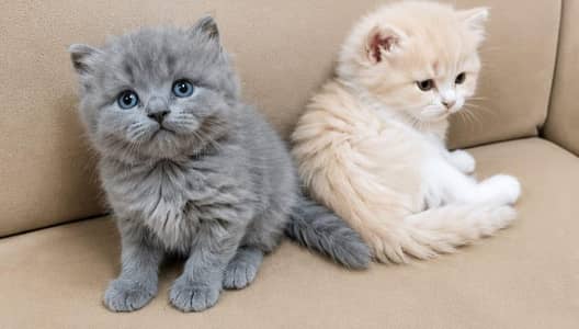 kitten