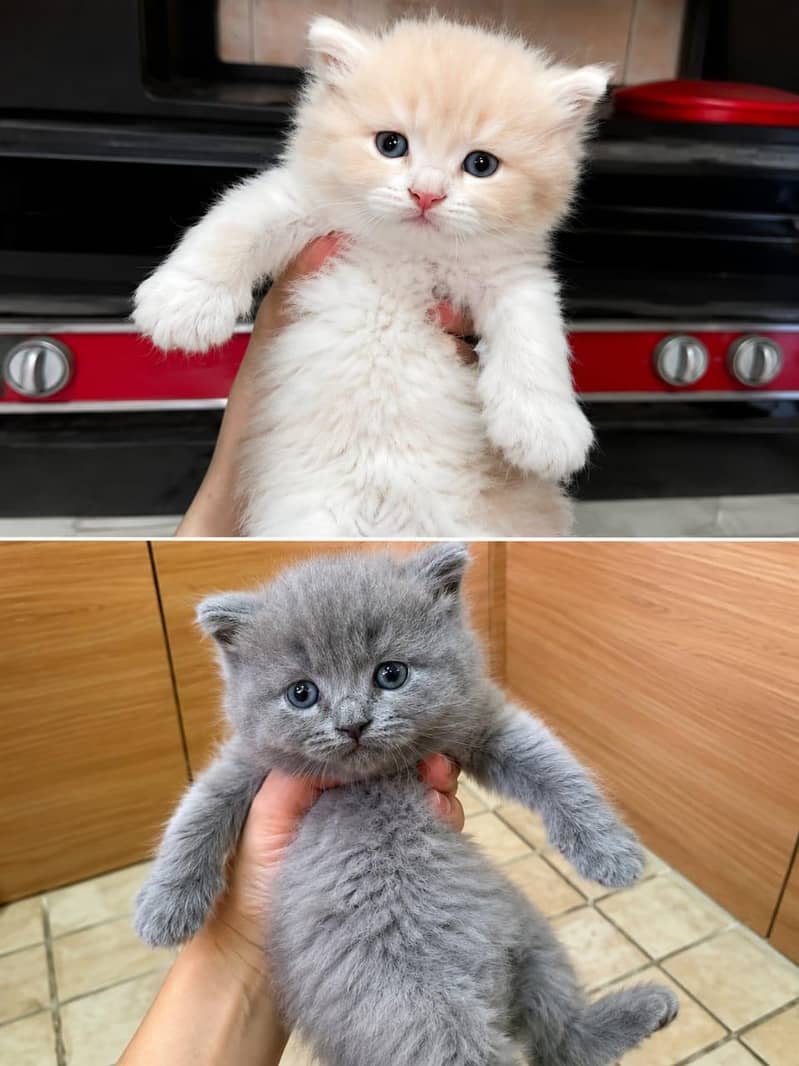 kitten 1