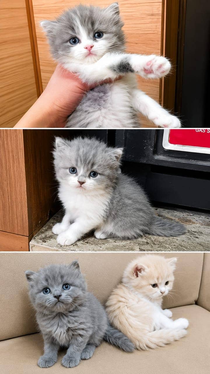 kitten 2
