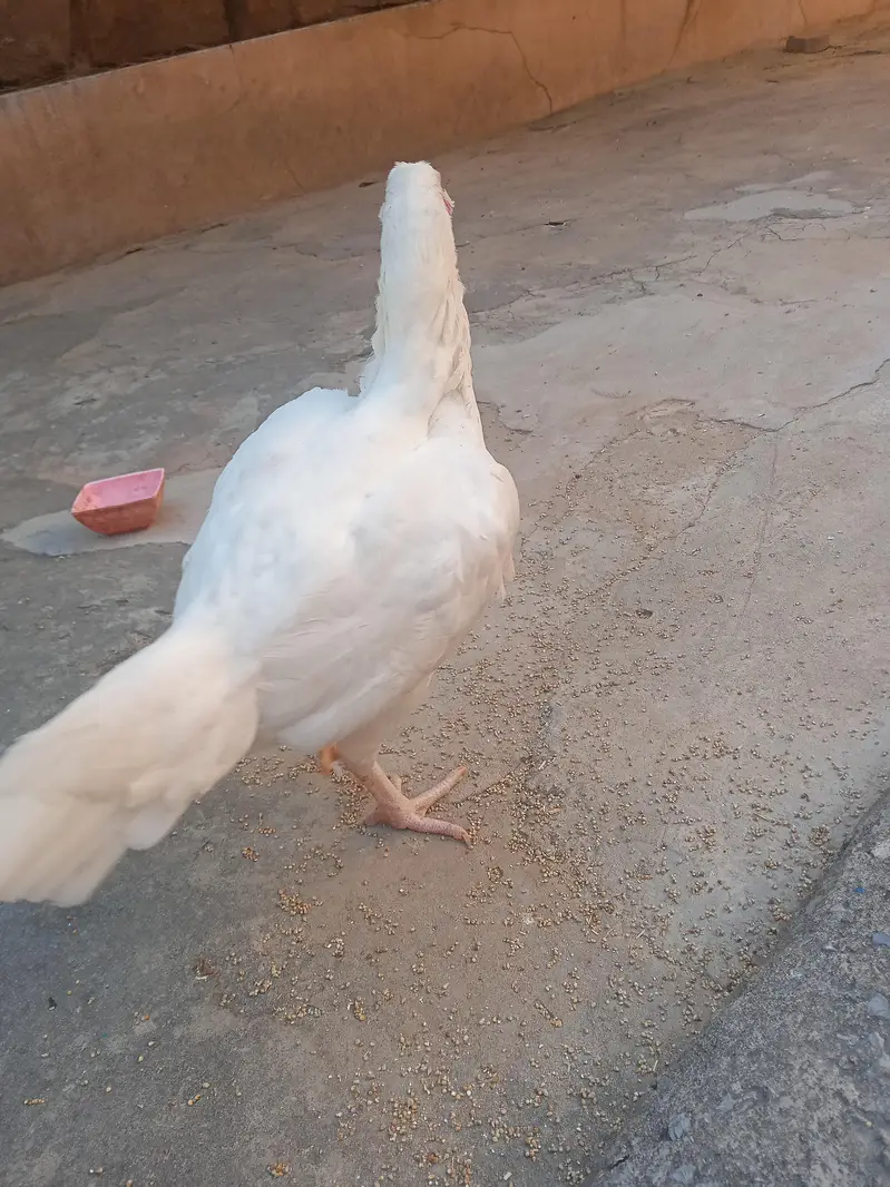 Aseel Heera pair for sale Whatsapp number 03173299557 — photo 2