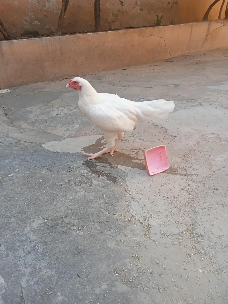 Aseel Heera pair for sale Whatsapp number 03173299557 — photo 4
