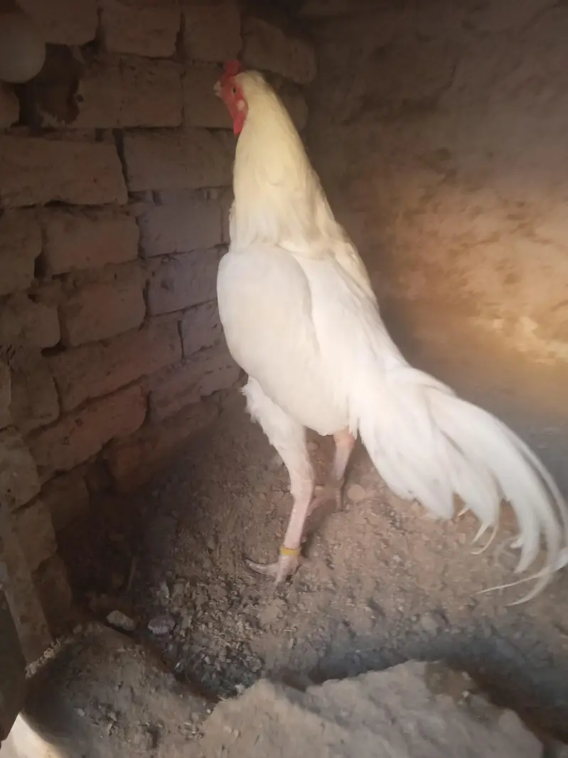 Aseel Heera pair for sale Whatsapp number 03173299557 — photo 5