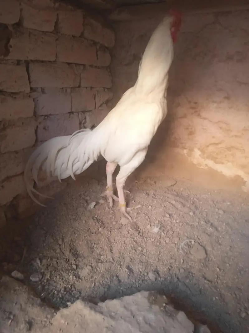 Aseel Heera pair for sale Whatsapp number 03173299557 — photo 6