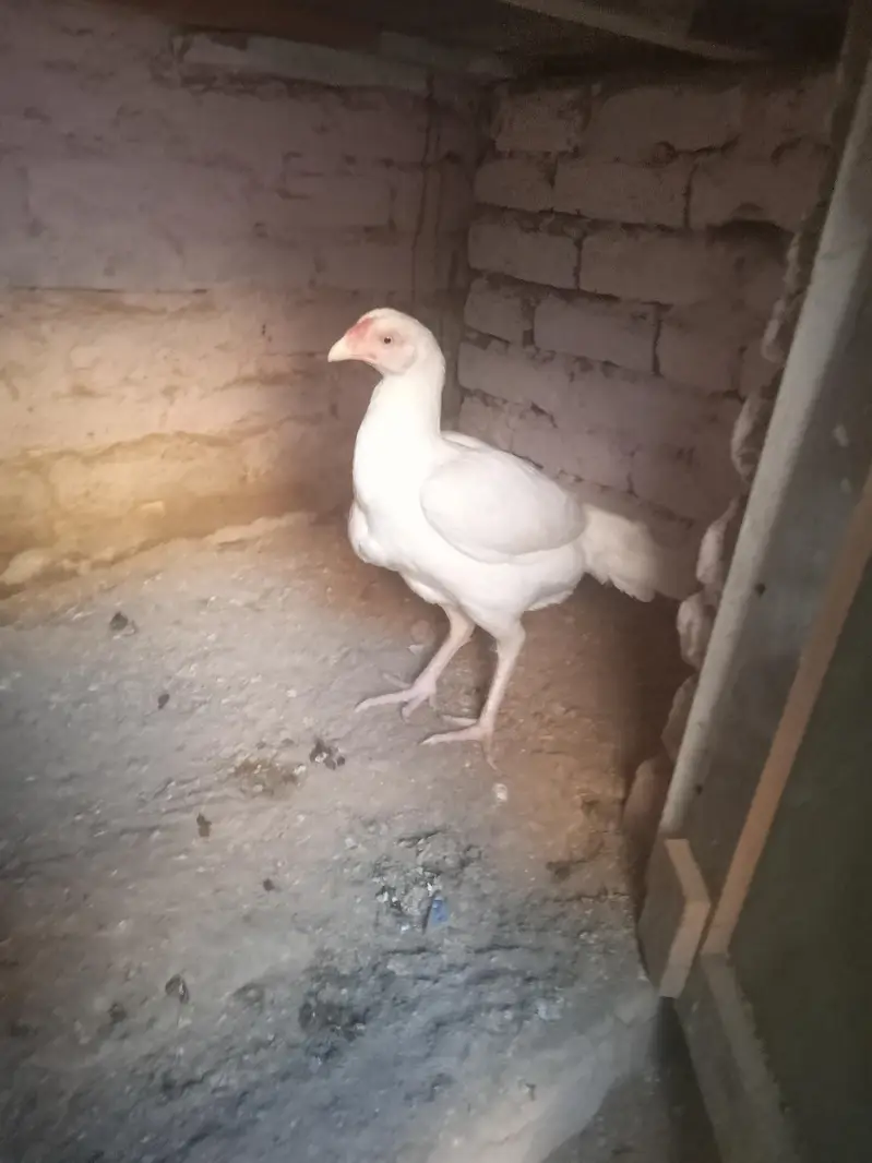 Aseel Heera pair for sale Whatsapp number 03173299557 — photo 8