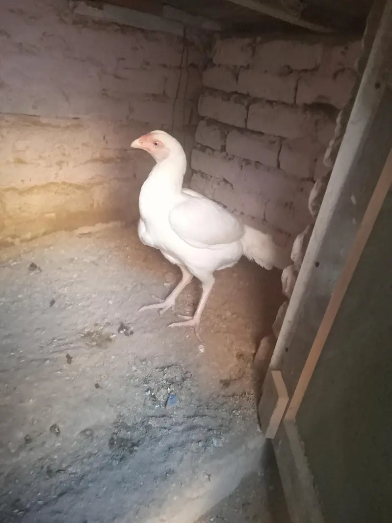 Aseel Heera pair for sale Whatsapp number 03173299557 — photo 9