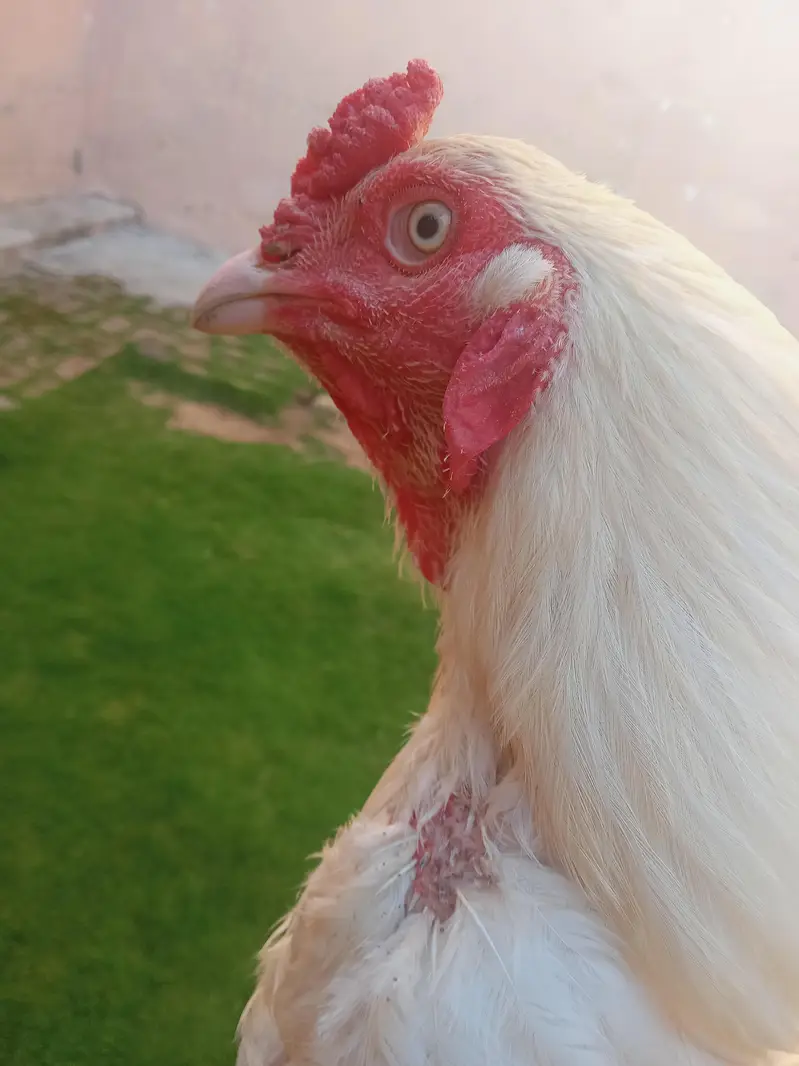 Aseel Heera pair for sale Whatsapp number 03173299557 — photo 11